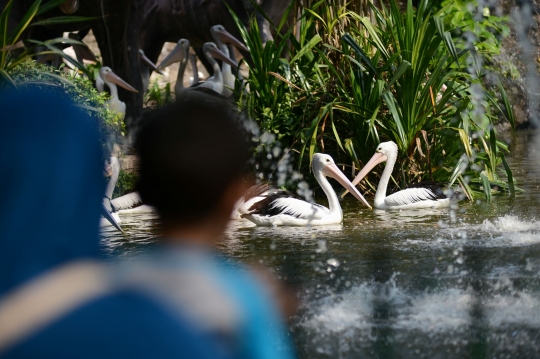 Kebun binatang Ragunan luncurkan aplikasi Ragunan Zoo