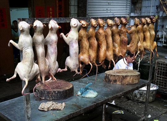 Mengintip sadisnya pasar daging kucing dan anjing di Yulin