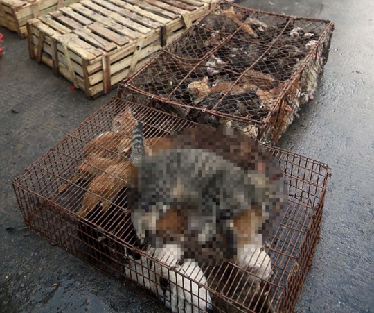 Mengintip sadisnya pasar daging kucing dan anjing di Yulin