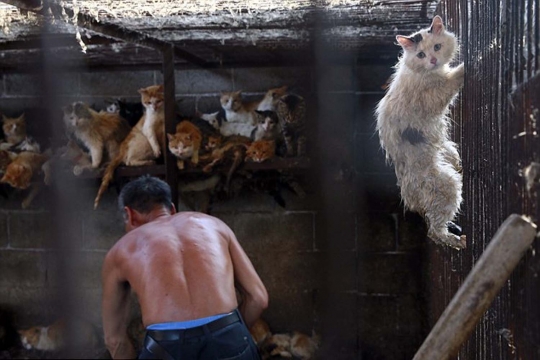 Mengintip sadisnya pasar daging kucing dan anjing di Yulin