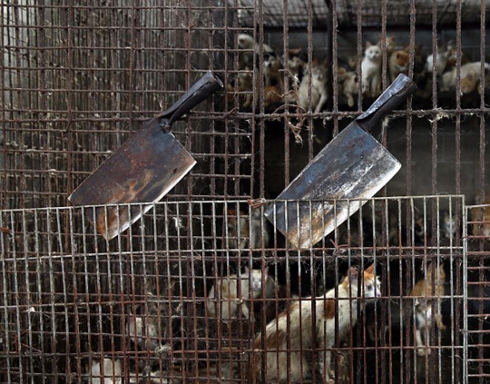 Mengintip sadisnya pasar daging kucing dan anjing di Yulin