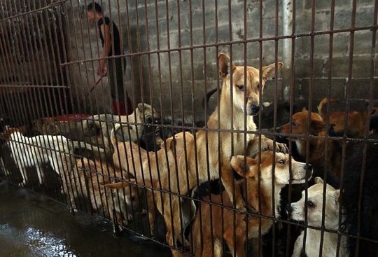 Mengintip sadisnya pasar daging kucing dan anjing di Yulin