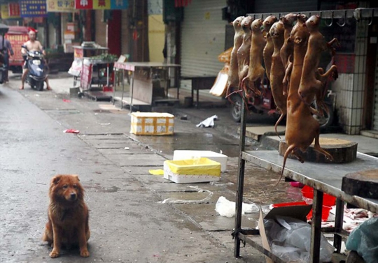 Mengintip sadisnya pasar daging kucing dan anjing di Yulin