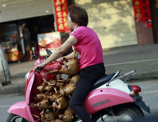 Mengintip sadisnya pasar daging kucing dan anjing di Yulin