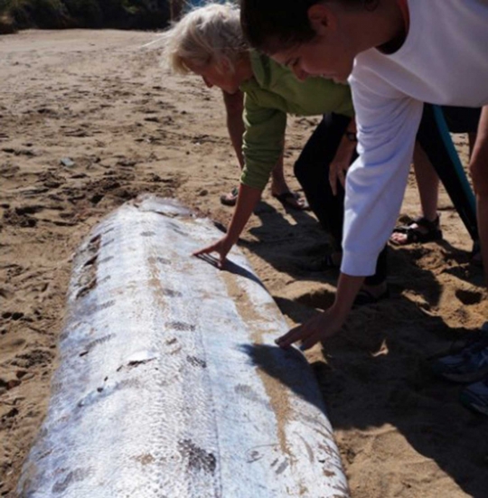 Ini makhluk laut yang heboh disebut 'naga' warga California