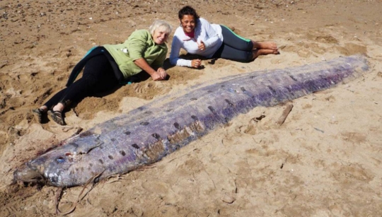 Ini makhluk laut yang heboh disebut 'naga' warga California