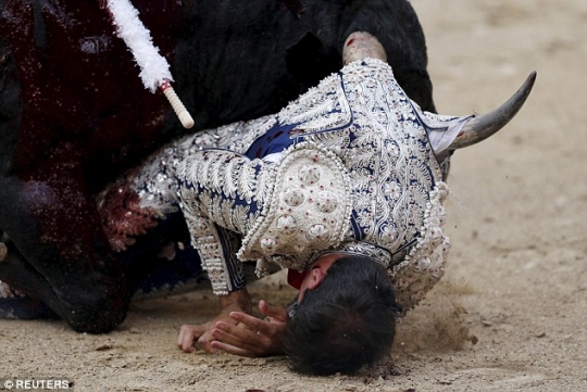 Momen mengerikan saat testis matador tertanduk banteng