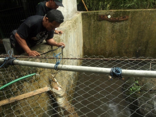 Aksi menegangkan evakuasi buaya muara 2 meter di hotel Banyumas