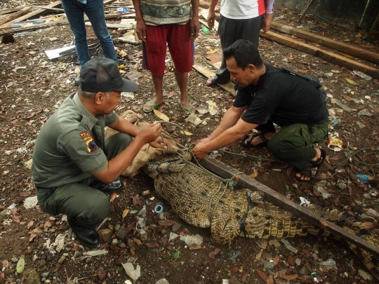 Aksi menegangkan evakuasi buaya muara 2 meter di hotel Banyumas