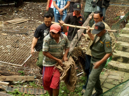 Aksi menegangkan evakuasi buaya muara 2 meter di hotel Banyumas