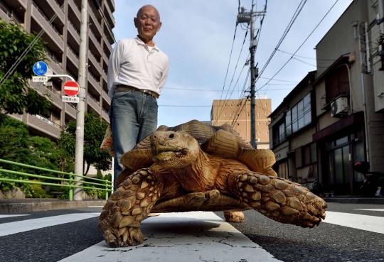 Kisah unik pria Tokyo anggap kura-kura sebagai anak