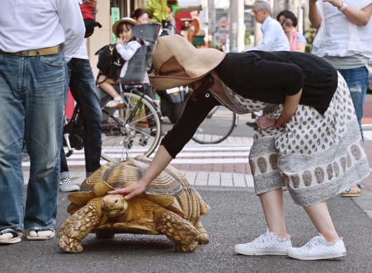 Kisah unik pria Tokyo anggap kura-kura sebagai anak