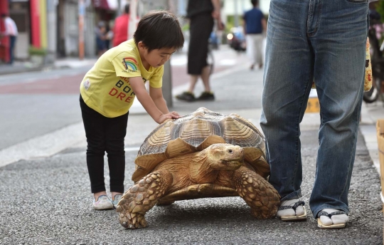 Kisah unik pria Tokyo anggap kura-kura sebagai anak