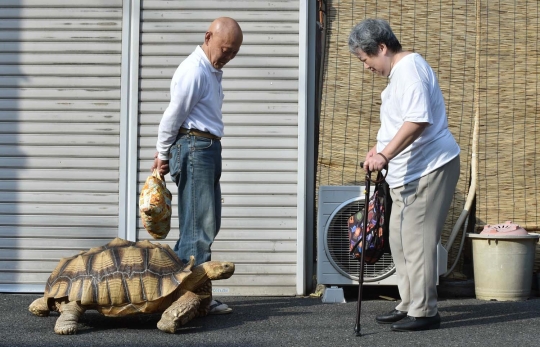 Kisah unik pria Tokyo anggap kura-kura sebagai anak