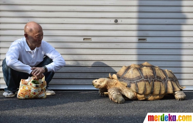 Hisao Mitani (kiri) saat jalan-jalan bersama Bon-chan, kura-kura Afrika peliharaannya di kawasan Tsukishima, Tokyo, Rabu (10/6). Selama 19 tahun, Mitani merawat Bon-chan layaknya anak sendiri. Dia memelihara kura-kura itu dari ukuran diameter lima sentimeter hingga sekarang 75 sentimeter.