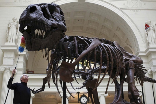 Melihat fosil T-rex usia 67 juta tahun di The Field Museum