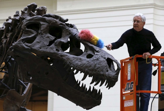 Melihat fosil T-rex usia 67 juta tahun di The Field Museum