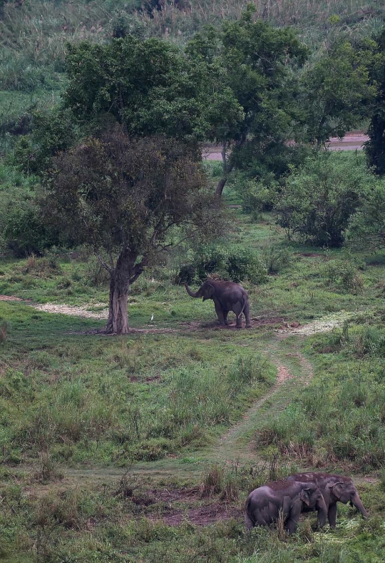 Mengintip pembuatan kopi kotoran gajah di Thailand