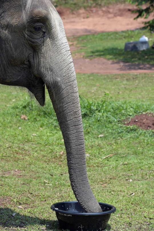 Mengintip pembuatan kopi kotoran gajah di Thailand