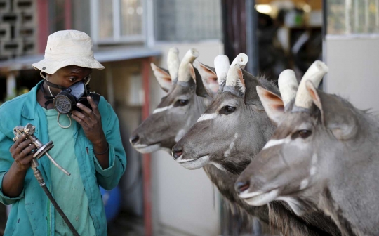 Begini pajangan hewan buas Afrika dibuat