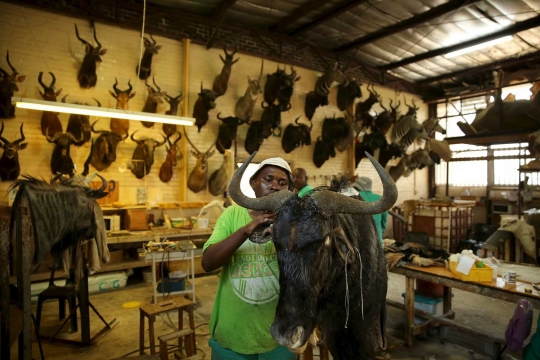 Begini pajangan hewan buas Afrika dibuat