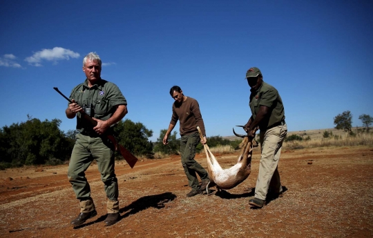 Begini pajangan hewan buas Afrika dibuat