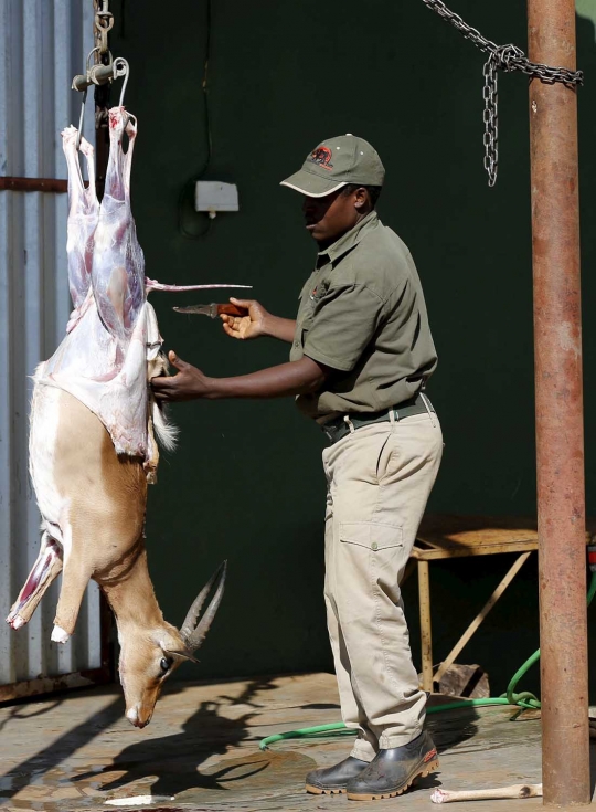 Begini pajangan hewan buas Afrika dibuat