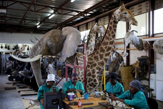 Begini pajangan hewan buas Afrika dibuat