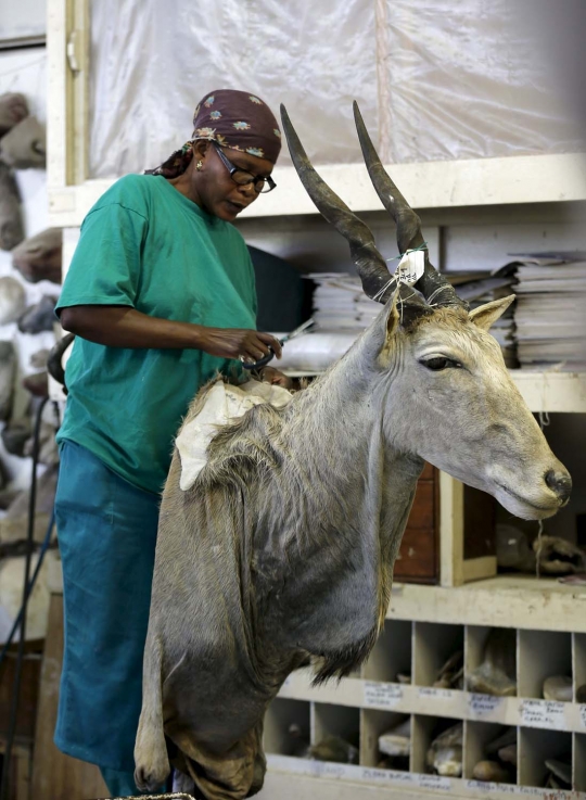 Begini pajangan hewan buas Afrika dibuat