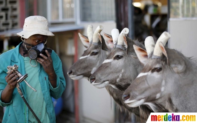 Foto Begini pajangan hewan  buas  Afrika  dibuat merdeka com