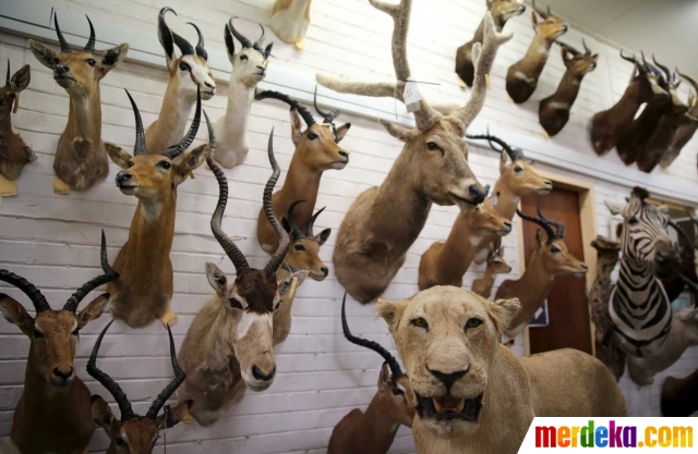 Foto Begini Pajangan Hewan Buas Afrika Dibuat Merdeka Com