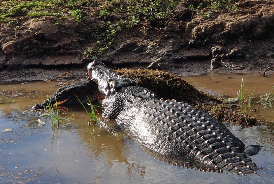 Momen langka kanibalisme antar buaya terekam kamera