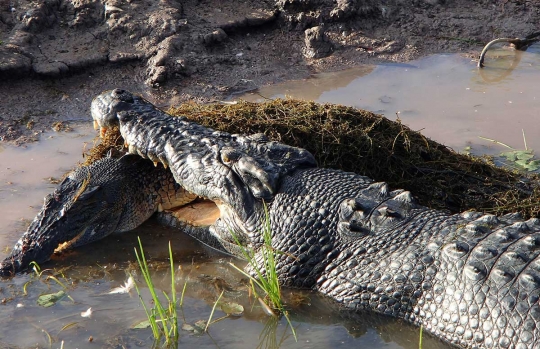 Momen langka kanibalisme antar buaya terekam kamera