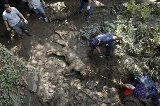 Ngeri, puluhan satwa Kebun Binatang Tbilisi mati diterjang banjir