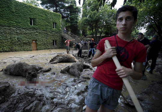 Ngeri, puluhan satwa Kebun Binatang Tbilisi mati diterjang banjir