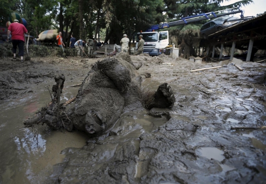 Ngeri, puluhan satwa Kebun Binatang Tbilisi mati diterjang banjir