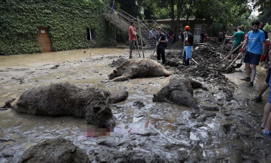 Ngeri, puluhan satwa Kebun Binatang Tbilisi mati diterjang banjir