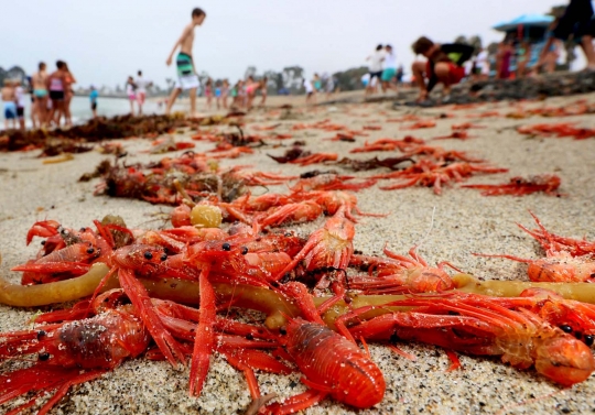 Ribuan kepiting merah hebohkan pengunjung pantai California