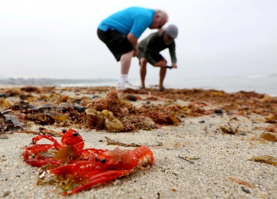 Ribuan kepiting merah hebohkan pengunjung pantai California