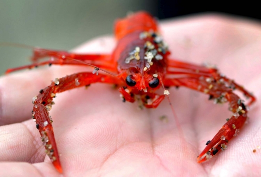 Ribuan kepiting merah hebohkan pengunjung pantai California