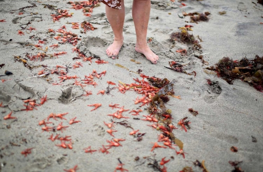 Ribuan kepiting merah hebohkan pengunjung pantai California