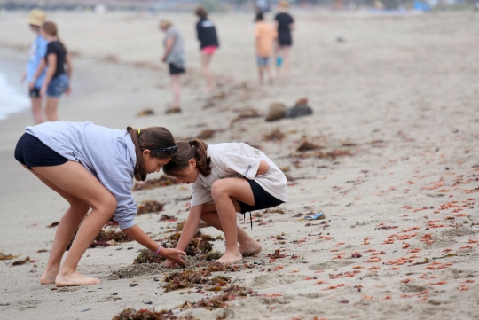 Ribuan kepiting merah hebohkan pengunjung pantai California