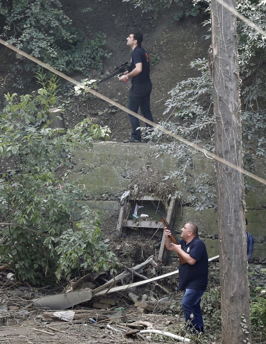 Aksi polisi Georgia buru harimau yang lepas dari kandang saat banjir