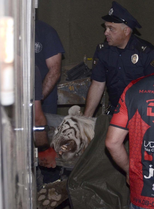 Aksi polisi Georgia buru harimau yang lepas dari kandang saat banjir