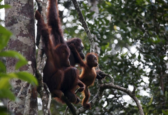 Menengok kehidupan orangutan yang kian terancam gara-gara pembalakan