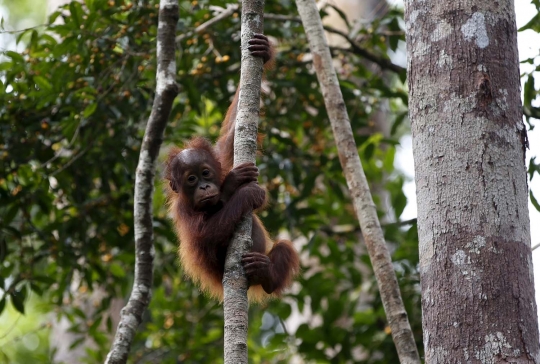 Menengok kehidupan orangutan yang kian terancam gara-gara pembalakan