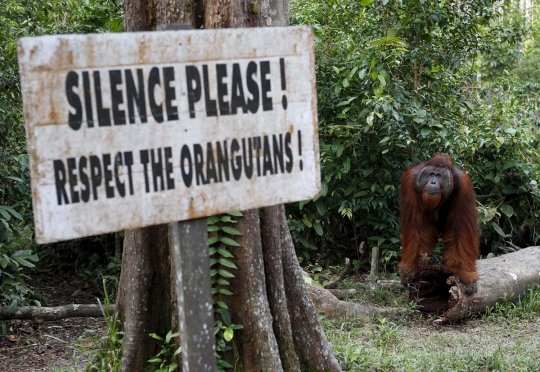 Menengok kehidupan orangutan yang kian terancam gara-gara pembalakan