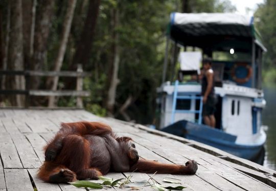 Menengok kehidupan orangutan yang kian terancam gara-gara pembalakan