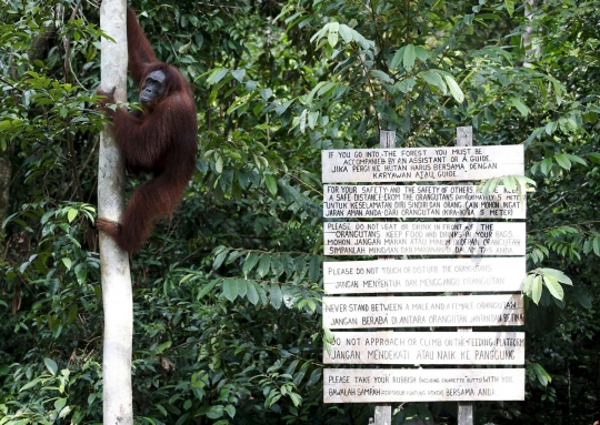 Menengok kehidupan orangutan yang kian terancam gara-gara pembalakan