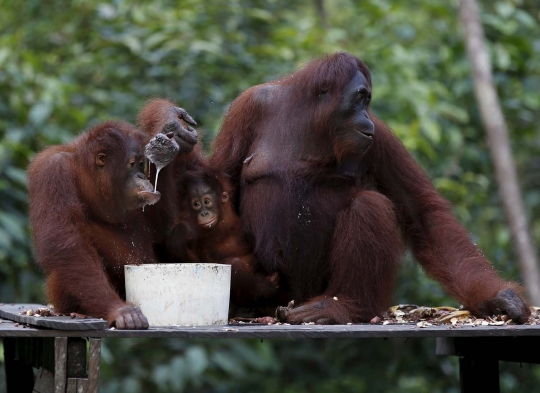 Menengok kehidupan orangutan yang kian terancam gara-gara pembalakan